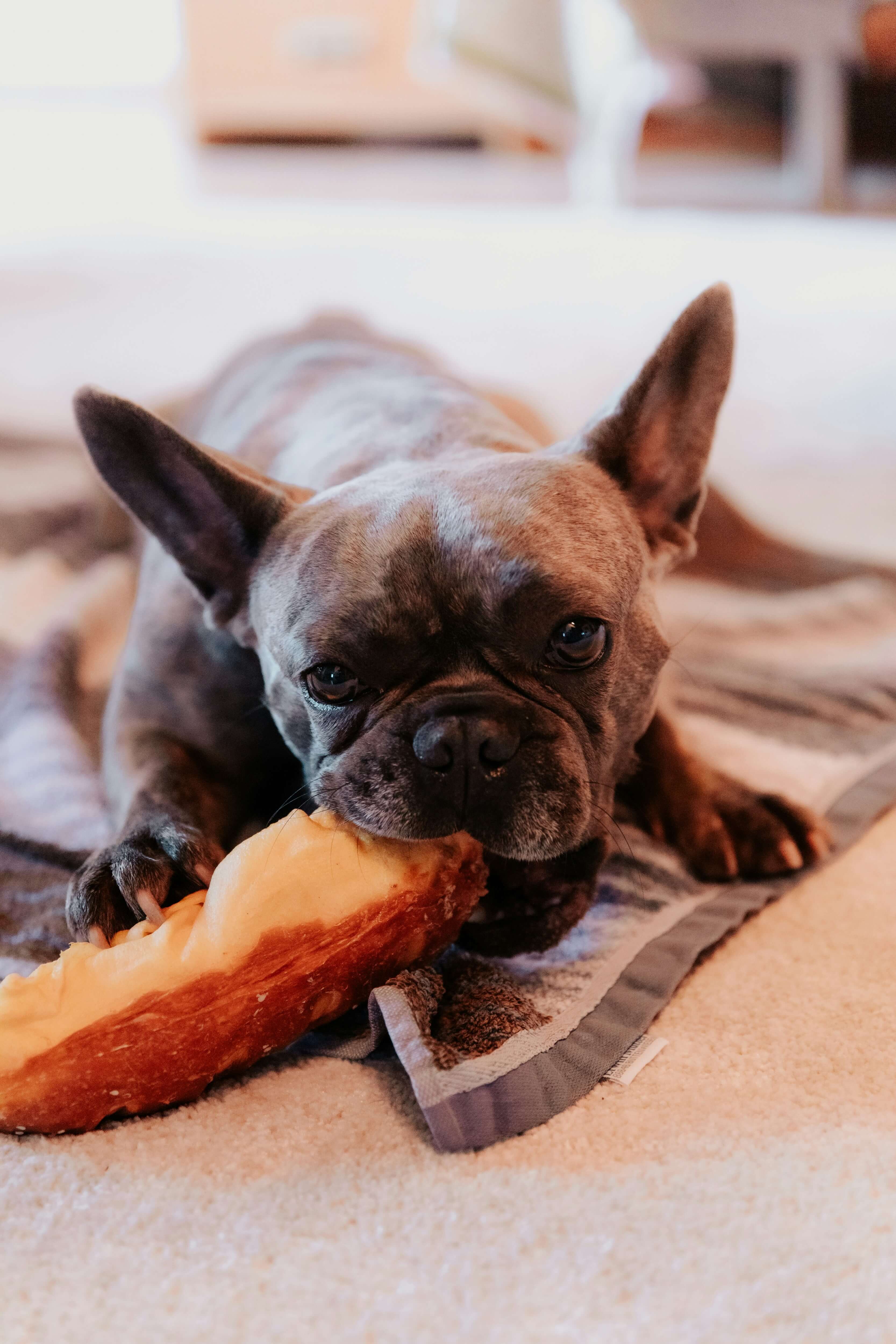 Cão comendo e relaxando
